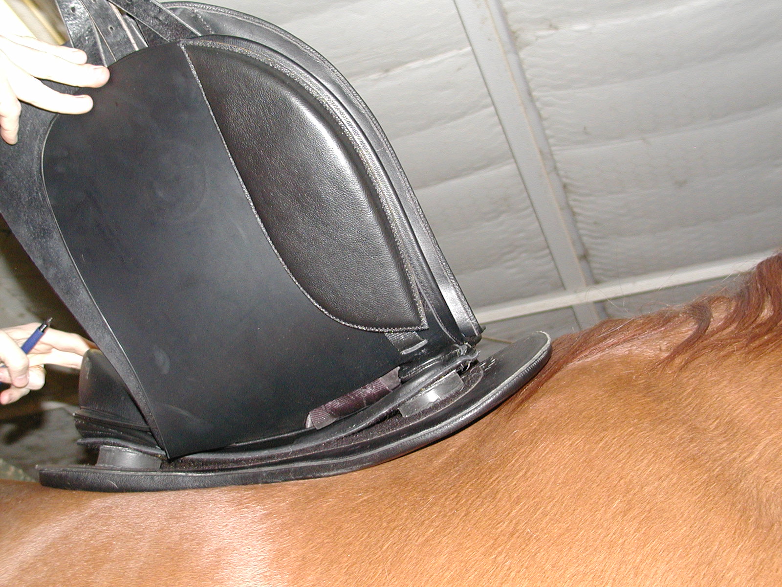 Side view of EQ Saddle panel on horse